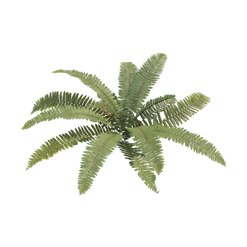 Pterophyta - Fern